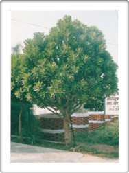 Stem of Euphorbia Neriifolia